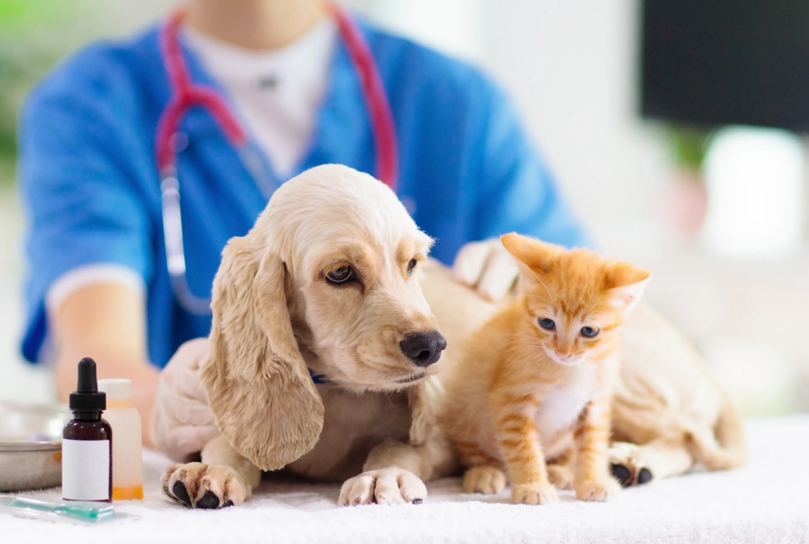 Uslugi-sudebno-veterinarnogo-eksperta